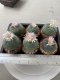 Lophophora Williamsii 3.5-4.5 cm 8 years old ownroot from seed flowering
