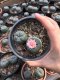 2x Lophophora williamsii 4-6 cm 7 years old-grow from seed-can give flower and seed