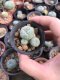 1x Lophophora fricii 4-6 cm 7 years old-grow from seed-can give flower and seed