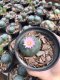 1x Lophophora williamsii 3-5 cm 7 years old-grow from seed-can give flower and seed