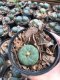 1x Lophophora williamsii 3-5 cm 7 years old-grow from seed-can give flower and seed