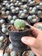 1x Lophophora williamsii 3-5 cm 7 years old-grow from seed-can give flower and seed