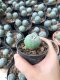 1x Lophophora williamsii 3-5 cm 7 years old-grow from seed-can give flower and seed