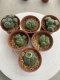 Lophophora Williamsii 3.5-4.5 cm 8 years old ownroot from seed flowering