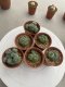 Lophophora Williamsii 3.5-4.5 cm 8 years old ownroot from seed flowering