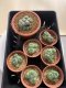 Lophophora Williamsii montrose 3.5-4.5 cm 8 years old ownroot from seed flowering