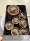 Lophophora Williamsii montrose 3.5-4.5 cm 8 years old ownroot from seed flowering