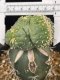 Lophophora Fricii 15 years old-grow from seed-can give flower and seed