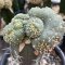 Lophophora fricii  cristata graft 15 years old - can give flower and seed