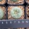 2 plant Lophophora fricii  grow from seed 10 years old - can give flower and seed ownroot