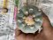 Japan import Lophophora fricii 10 ribs 5-6 cm grow from seed 17 years old - can give flower andseed ownroot