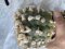 Japan import Lophophora Williamsii  grow from seed 27 years old - can give flower and seed ownroot