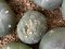 lophophora fricii ooibo super white cristata size 3-4 cm japan import 7 years old - can give flower and seed