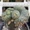 Lophophora fricii  cristata graft 15 years old - can give flower and seed