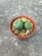 Lophophora fricii  grow from seed 5 years old - can give flower and seed