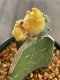 Lophophora williamsii  variegata grow from seed-can give flower and seed(copy)(copy)