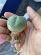 Japan import Lophophora Fricii  grow from seed 5 years old - can give flower and seed ownroot