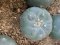 lophophora fricii ooibo super white size 3-4 cm japan import 7 years old - can give flower and seed