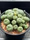 Lophophora williamsii variegata  grow from seed 25 years old - can give flower and seed ownroot(copy)