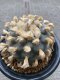 Japan import Lophophora Williamsii 8cm grow from seed 27 years old - can give flower and seed ownroot(copy)