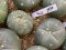 lophophora fricii ooibo super white cristata size 3-4 cm japan import 7 years old - can give flower and seed