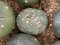 lophophora fricii ooibo super white cristata size 3-4 cm japan import 7 years old - can give flower and seed