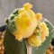 Lophophora williamsii  variegata grow from seed-can give flower and seed(copy)(copy)