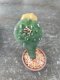 Lophophora williamsii grow from seed 25 years old - can give flower and seed