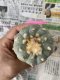 Japan import Lophophora fricii 10 ribs 5-6 cm grow from seed 17 years old - can give flower ownroot