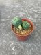 Lophophora fricii  grow from seed 5 years old - can give flower and seed