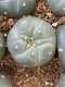 lophophora fricii ooibo super white size 3-4 cm japan import 7 years old - can give flower and seed