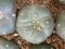 lophophora fricii ooibo super white size 3-4 cm japan import 7 years old - can give flower and seed