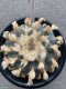 Japan import Lophophora Williamsii 8cm grow from seed 27 years old - can give flower and seed ownroot(copy)