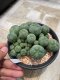 lophophora williamsii variegated size 9-10 cm 15 years old -ownroot  can give flower and seed ship including cites document