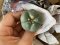 Japan import Lophophora Fricii  grow from seed 5 years old - can give flower and seed ownroot