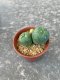 Lophophora fricii  grow from seed 5 years old - can give flower and seed