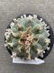 Japan import Lophophora Williamsii 8cm grow from seed 27 years old - can give flower and seed own-root