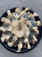 Japan import Lophophora Williamsii 8cm grow from seed 27 years old - can give flower and seed ownroot(copy)