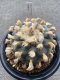 Japan import Lophophora Williamsii 8cm grow from seed 27 years old - can give flower and seed ownroot(copy)