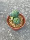 Lophophora fricii  grow from seed 5 years old - can give flower and seed