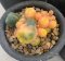 Lophophora williamsii variegata rare color  15 years old - can give flower