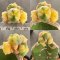 Lophophora williamsii  variegata grow from seed-can give flower and seed(copy)