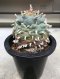 Japan import Lophophora Williamsii 8cm grow from seed 27 years old - can give flower and seed own-root