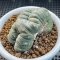 lophophora williamsii cristata size 9-10 cm 15 years old -ownroot  can give flower and seed ship including cites document