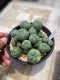 lophophora williamsii variegated size 9-10 cm 15 years old -ownroot  can give flower and seed ship including cites document