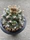 Japan import Lophophora Williamsii 8cm grow from seed 27 years old - can give flower and seed own-root