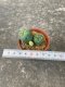 Lophophora fricii  grow from seed 5 years old - can give flower and seed