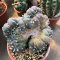 lophophora williamsii #Cristata