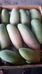 Rainbow Mango