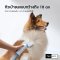 homerunpet Pet Blow Dryer PD10 เครื่องเป่าขนสัตว์เลี้ยงสามารถใช้ได้กับทั้งสุนัขและแมว รุ่น PD10